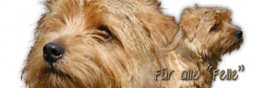 Spardose Norfolk Terrier
